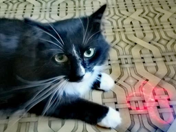 Лазерная указка игрушка для кошек и собак фонарик с зарядкой от usb VMHouse ультрафиолет (0101-0001) фото от покупателей 7
