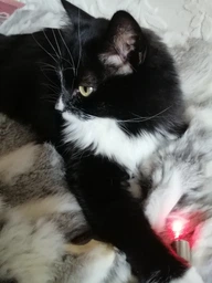 Лазерная указка игрушка для кошек и собак фонарик с зарядкой от usb VMHouse ультрафиолет (0101-0001) фото от покупателей 6