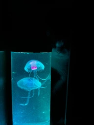 Аквариум с 3D медузами LED Ночник 16 цветов, Светодиодная лавовая лампа 30 см товары для дома Разноцветная лампа-аквариум с медузами с ПУЛЬТОМ управления JELLY fish MOOD Lamp Черный фото от покупателей 3