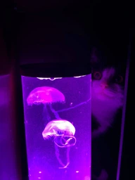 Аквариум с 3D медузами LED Ночник 16 цветов, Светодиодная лавовая лампа 30 см товары для дома Разноцветная лампа-аквариум с медузами с ПУЛЬТОМ управления JELLY fish MOOD Lamp Черный фото от покупателей 2