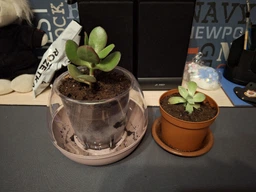 Сукулент Крассула Овата (Crassula Ovata), контейнер 7*7*8 см (s019s)