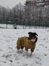 Дощовик з кишенею для собак Dogs Bomba оливковий, розмір 3 фото від покупців 1
