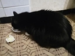 Сухой корм для котов Purina Pro Plan Adult 1+ Vital Functions с лососем 1.5 кг (НФ-00000363) фото от покупателей 16