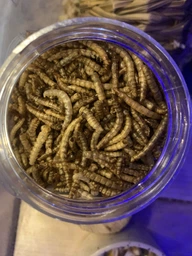Борошняний хрущак сухий натуральний Буся Mealworm. Пакет 20г фото від покупців 5