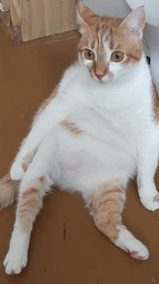 Сухий корм з куркою Club 4 Paws Клуб 4 Лапи для стерилізованих котів 2 кг (4820083909276) фото от покупателей 10