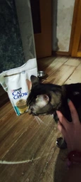 Сухий корм для кішок Purina Cat Chow Hairball проти утворення волосяних кульок 1.5 кг (5997204514486) фото від покупців 2
