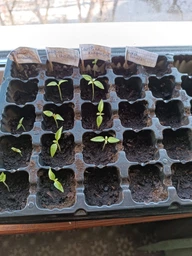 Семена перца Каролина Рипер (Carolina Reaper) красный (red) фото от покупателей 16