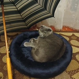 Лежак для котов и собак Природа Tommy 50х50х10 см (4823082430666) фото от покупателей 6