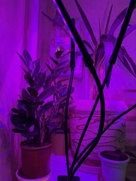 Фитолампа светодиодная LED лампа для роста растений на прищепке фитосветильник на 4 лампы для комнатных цветов рассады орхидей фито лампа фото от покупателей 6