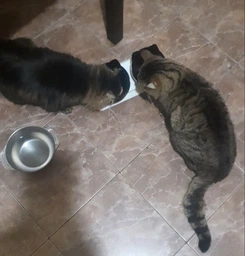 Миска для кота двойная с нескользящей наклонной подставкой из ABS пластика Feeding Bowl прозрачная (FВ-26428)