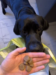 Сухий корм для дорослих собак великих порід Purina Dog Chow Adult Large Breed зі смаком індички 14 кг фото від покупців 3