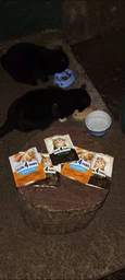 Вологий корм для кішок Club 4 Paws Premium Плюс з лососем в желе, 85 г