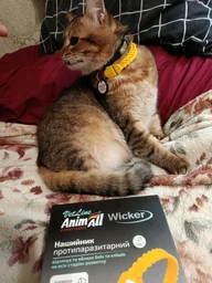 AnimAll VetLine Wicker - Нашийник протипаразитарний Вікер для собак і котів від бліх і кліщів, 35 см жовтий фото від покупців 8