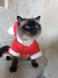 Новогодний костюм для котов и кошек Pet Style "Дед Мороз" Красный S