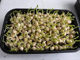 Набір для вирощування мікрозелені Panda microgreen на 7 врожаїв (ТОП 7 видів культур) фото от покупателей 12