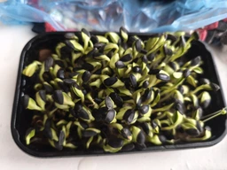 Набір для вирощування мікрозелені Panda microgreen на 7 врожаїв (ТОП 7 видів культур) фото от покупателей 11