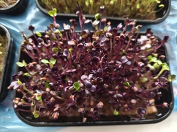 Набір для вирощування мікрозелені Panda microgreen на 7 врожаїв (ТОП 7 видів культур) фото от покупателей 10