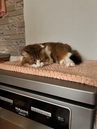 Посудомоечная машина HOTPOINT ARISTON HSFO 3T235 WC X фото от покупателей 2