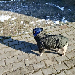 Одяг для собак куртка з утеплювачем “RANGER”, водостійка, з терморегуляцією. SKU 00821. Розмір L. Your Stylish Hunter. Тепла водостійка куртка для французького бульдога, мопса, амбуллі покету та інших. фото від покупців 1