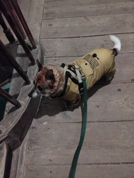 Дощовик з кишенею для собак Dogs Bomba оливковий, розмір 3