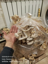 Живий зерновий міцелів грибів КАРАТ-Біо Глива 1кг фото от покупателей 16