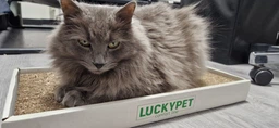 Царапка ЭКО "Подиум мини" картон LuckyPet, 24x50x5 фото от покупателей 5