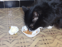 Упаковка влажного корма для кошек Purina Gourmet Perle Gravy Delight Мини филе в соусе с курицей 26 шт по 85 г (8445291188273) фото от покупателей 2