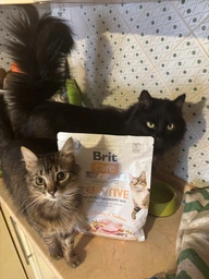 Корм сухой Brit Care Cat Grain Free Sensitive HDigestion Delicate Taste для котов с чувствительным пищеварением индейка и лосось фото от покупателей 8
