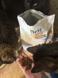 Корм сухой Brit Care Cat Grain Free Sensitive HDigestion Delicate Taste для котов с чувствительным пищеварением индейка и лосось фото от покупателей 7