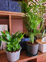 Спатифілум жіноче щастя кімнатна рослина / Spathiphyllum Chopin Teodim висота 25-30 см 6531 фото от покупателей 2