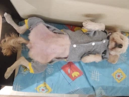 Комбинезон для котов и кошек Pet Style "Batman" Серый XS