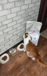 Сухий корм BonaCibo Cat Adult Light & Sterilized для стерилізованих кішок, 5 кг фото від покупців 1