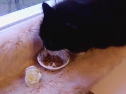 Сухой корм для котов Purina Pro Plan Adult 1+ Renal Plus с курицей 1.5 кг (НФ-00000364) фото от покупателей 3