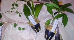 Hoya carnosa 1.7 розсада (саджанець на 1-2 вузли) можливі пошкодження листочків