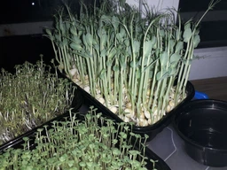 Набір для вирощування мікрозелені Panda microgreen на 7 врожаїв (ТОП 7 видів культур) фото от покупателей 6