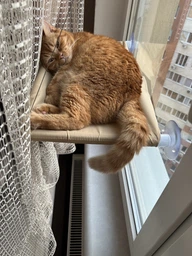 Лежанка для кота на окно подвесная гамак для кошки на присосках (ОL-152925)