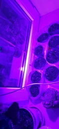 Фитолампа GreenHouse GR-8 з світильником-прищіпка