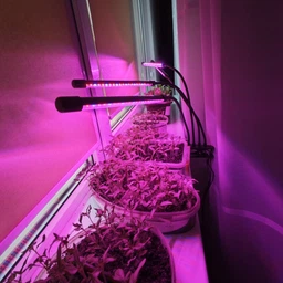 Фитолампа для роста растений LED фито лампа ультрафиолетовая на прищепке для выращивания комнатных цветов рассады орхидей на 4 лампы