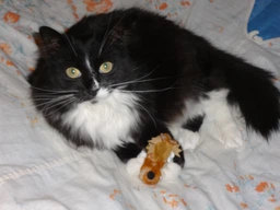 Іграшка для кота Trixie Мишка з пищалкою 8 см, плюш фото від покупців 5