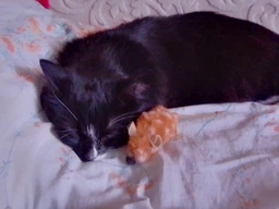 Іграшка для кота Trixie Мишка з пищалкою 8 см, плюш фото від покупців 1