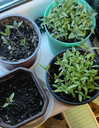 Семена томатов Сержант Пепперс 10 шт. индетерминантный Breeding Seeds