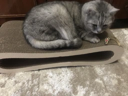 Кігтеточка для кішок картонна CLAW-A2сс 65x14x25+Подарунок іграшка для кота миша фото від покупців 9