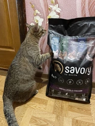 Сухой корм для котов Savory Adult Cat Steril Fresh 8 кг ягненок и курица фото от покупателей 11