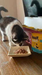 Промо набір упаковка вологого корму Half&Half "5+1" для дорослих котів шматочки з лососем у желе 100 г х 6 шт (2700000040485) фото від покупців 3