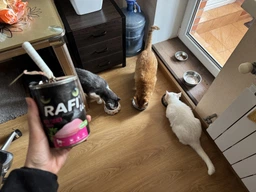 Влажный корм для стерилизованных кошек Dolina Noteci RAFI cat sterilized с тунцем, 400 г фото от покупателей 1