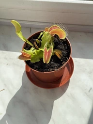 Растение Хищник Венерина мухоловка Дентата AlienPlants Dionaea muscipula Dentate размер S (SUN0017CP)