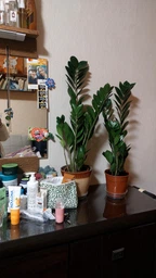 Zamio Zamiifolia Замиокулькас замиофолия14см горшок, 60см высота фото от покупателей 10