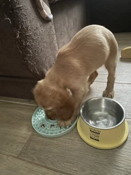 Посуда для собак Trixie Миска «Junior» для медленного кормления 21 см (мятный) (4011905349589)