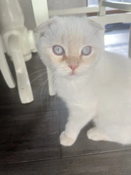 Сухой корм Monge Cat Kitten для котят, с курицей, 1,5 кг