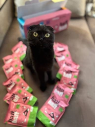 Упаковка влажного корма Half&Half для котят кусочки с индейкой в желе в форме пауча 100 г х 22 шт (2700000039977) фото от покупателей 3